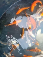 jeseter, KOI, veslonos