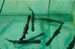 jeseter, KOI, veslonos