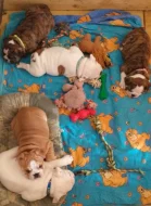 Štěňata angl.buldoka