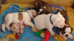 Štěňata angl.buldoka