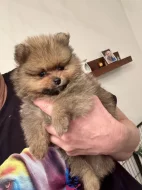 Německý špic malý