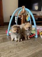 Německý špic malý