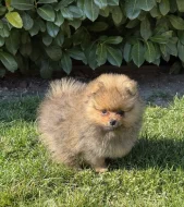 Německý špic malý