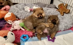 Německý špic malý