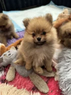 Německý špic malý