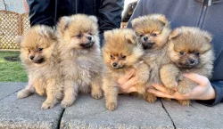 Německý špic malý