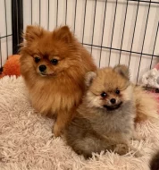 Německý špic malý