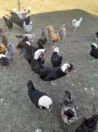 Násadová vejce chocholatých slepic
