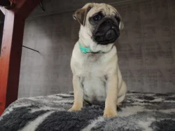 MOPS s PP.
