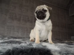 MOPS s PP.