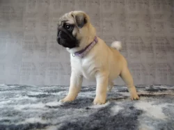 MOPS s PP.
