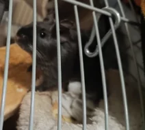 Prodám dva osmáky degu