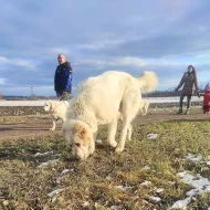 SAO - Středoasijský pastevecký pes