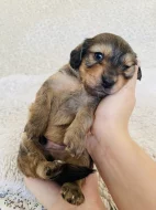 Štěňata křížence dlouhosrstého jezevčíka