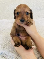 Štěňata křížence dlouhosrstého jezevčíka