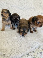 Štěňata křížence dlouhosrstého jezevčíka