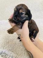 Štěňata křížence dlouhosrstého jezevčíka