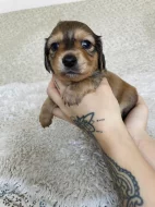 Štěňata křížence dlouhosrstého jezevčíka