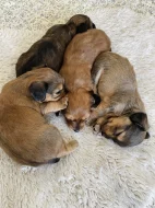 Štěňata křížence dlouhosrstého jezevčíka