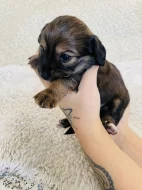 Štěňata křížence dlouhosrstého jezevčíka