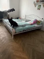 Prodam francouzského buldočka