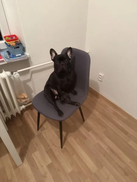 Prodam francouzského buldočka