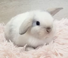 Minilop beránek