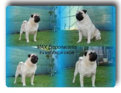 MOPS s PP.