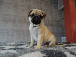 MOPS s PP.