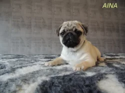 MOPS s PP.