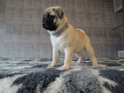 MOPS s PP.