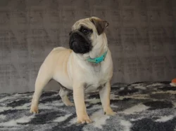 MOPS s PP.