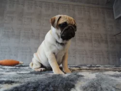 MOPS s PP.