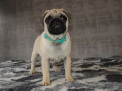 MOPS s PP.
