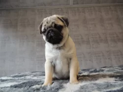 MOPS s PP.