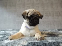 MOPS s PP.
