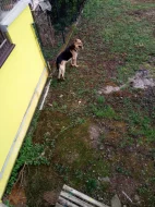 Daruji 9ti letého vlčáka.