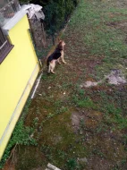 Daruji 9ti letého vlčáka.