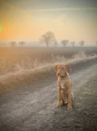 Madarsky kratkosrsty ohar s PP