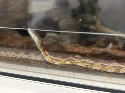 Daruji do dobrých rukou užovku i s teráriem