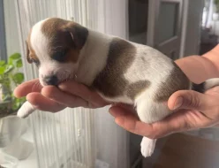 Dánsko Švédský farmářský pes