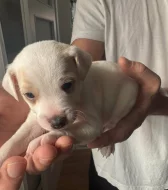 Dánsko Švédský farmářský pes