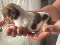 Dánsko Švédský farmářský pes