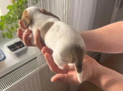 Dánsko Švédský farmářský pes