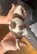 Dánsko Švédský farmářský pes