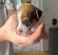 Dánsko Švédský farmářský pes