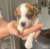 Dánsko Švédský farmářský pes