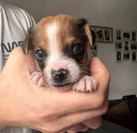 Dánsko Švédský farmářský pes