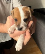 Dánsko Švédský farmářský pes