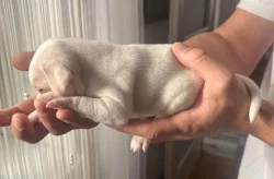 Dánsko Švédský farmářský pes